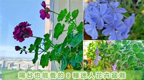 後院適合種什麼花|好種的室外花：19種花卉種植和養護指南 